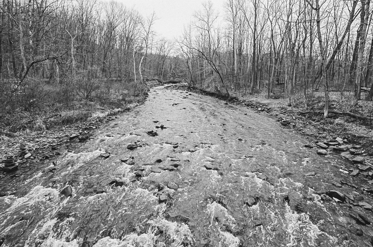 A rocky creek flows through a forest of bare trees.