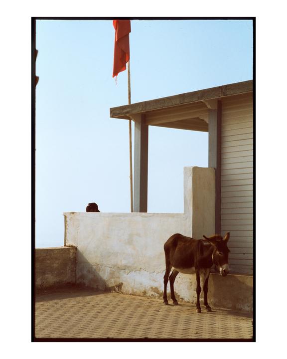 A donkey stands on a patterned ground next to a white building with a red flag flying above it.