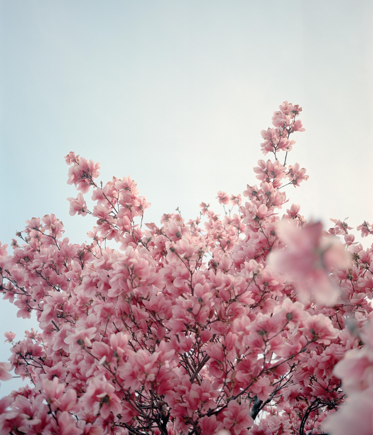A magnolia tree with pink blossoms fills the frame against a light sky.