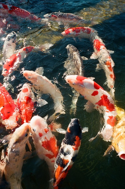 A group of koi fish swim in clear water, their colorful scales reflecting the sunlight.