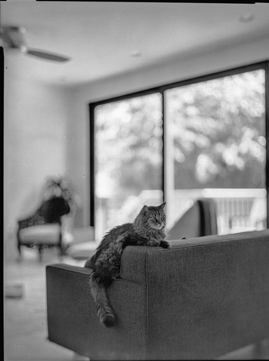 A long-haired cat rests on the back of a sofa in a living room with a large window.