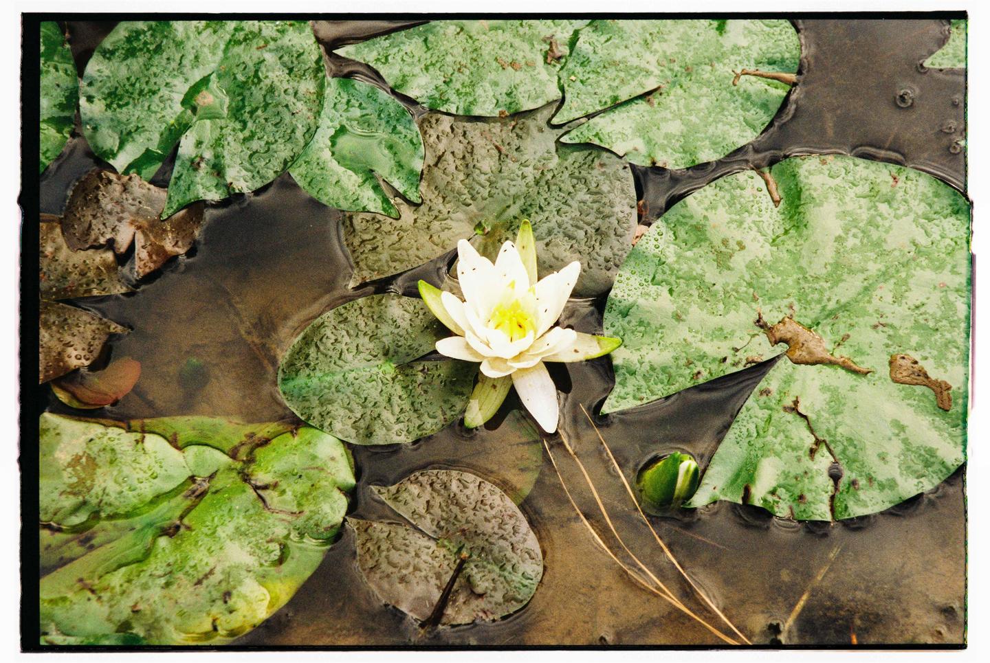 A white water lily floats on a pond surrounded by lily pads.