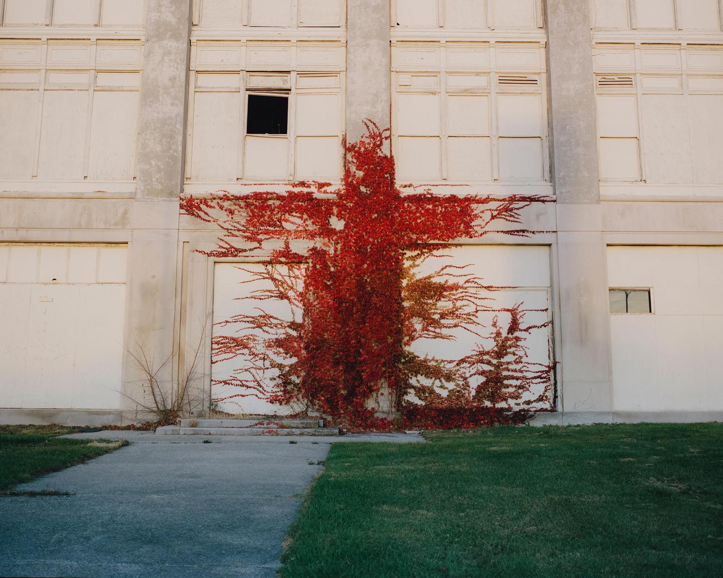 Red ivy grows on the side of a large building with a grassy area and sidewalk in the foreground.