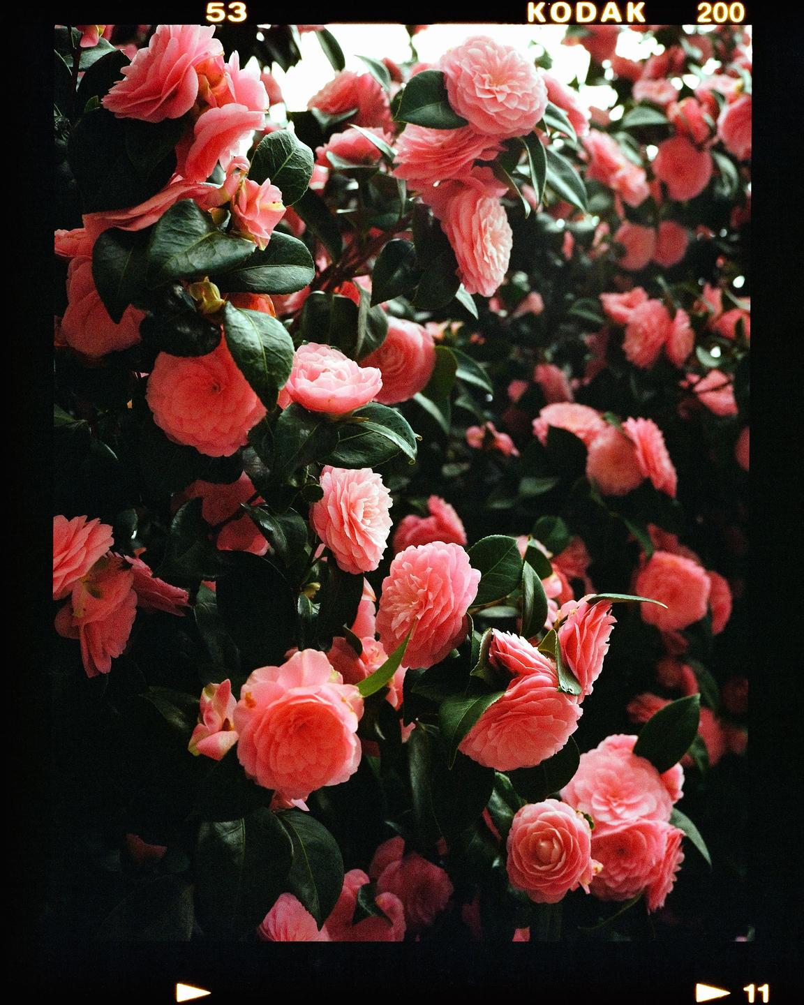A bush with many pink camellia flowers and green leaves is shown in a close-up.