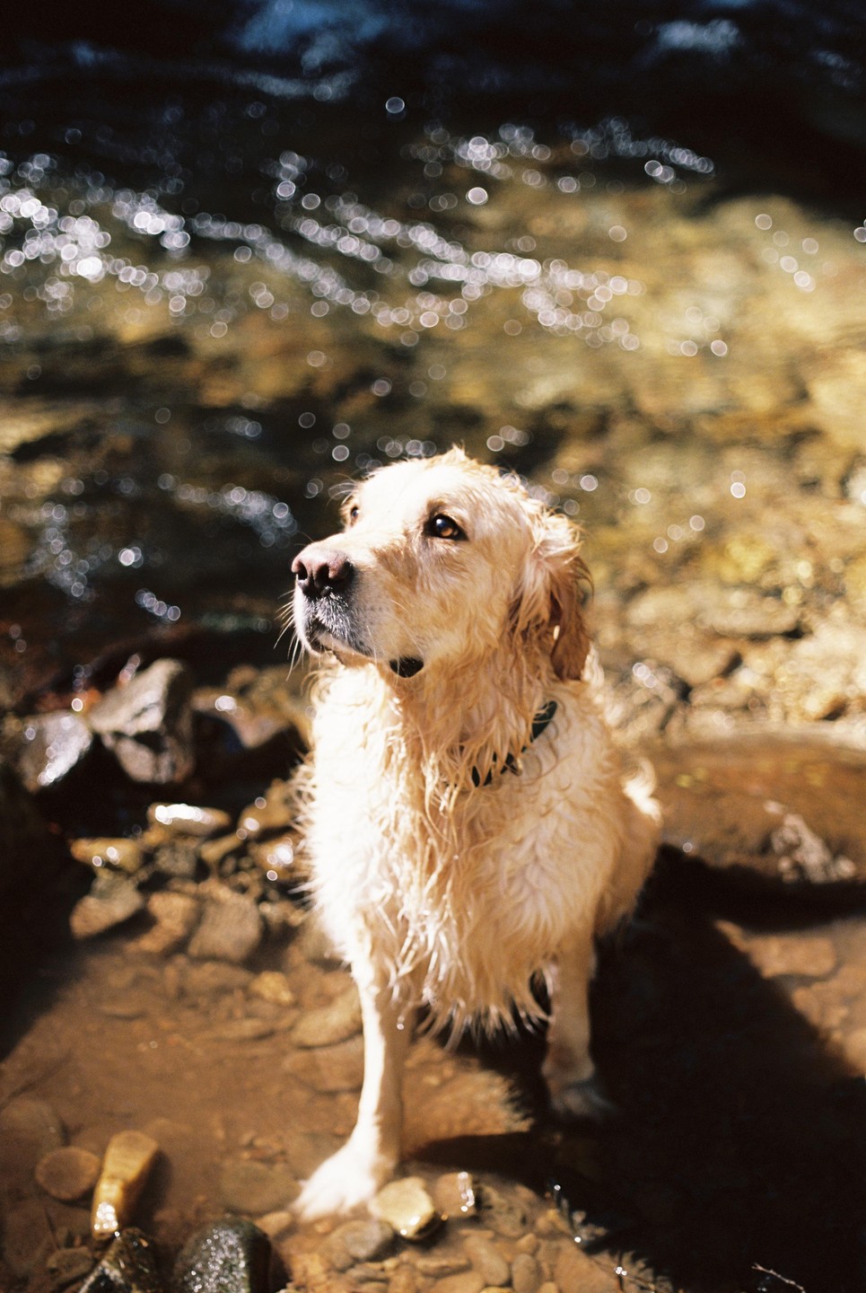 A wet golden retriever stands in shallow water with sparkling light.