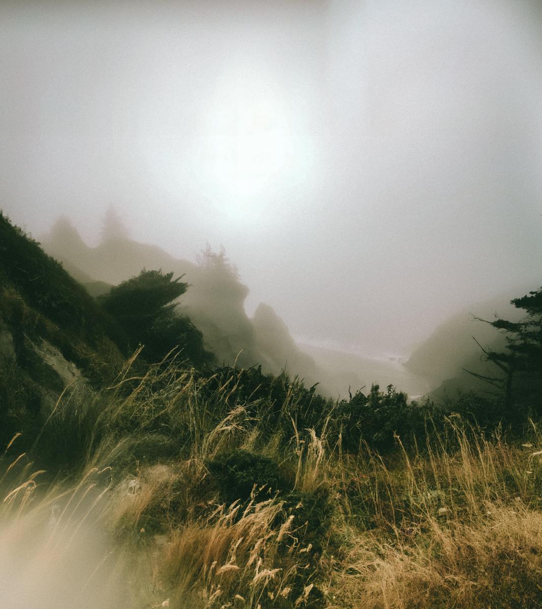 Tall grass and shrubs grow on a hillside overlooking a foggy body of water.