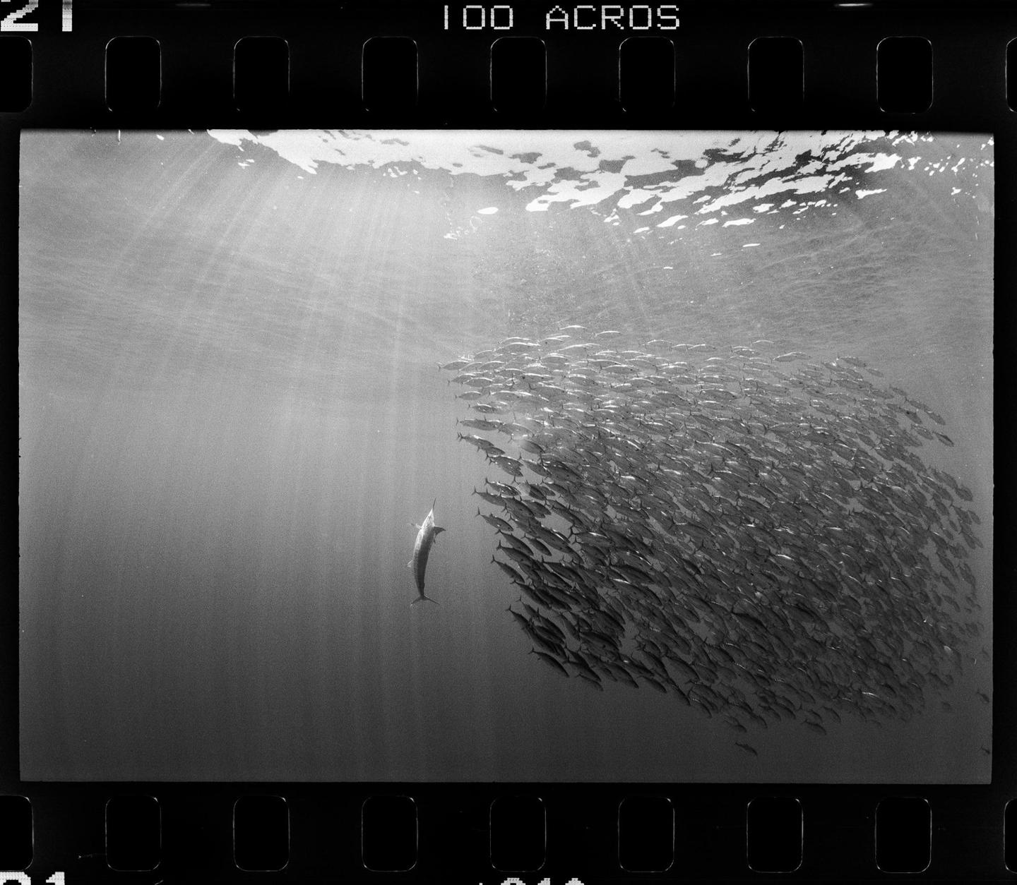 A marlin swims next to a large school of fish underwater with sun rays shining from above.