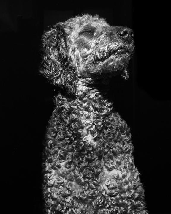 A curly-haired dog with closed eyes is illuminated by light from the right.