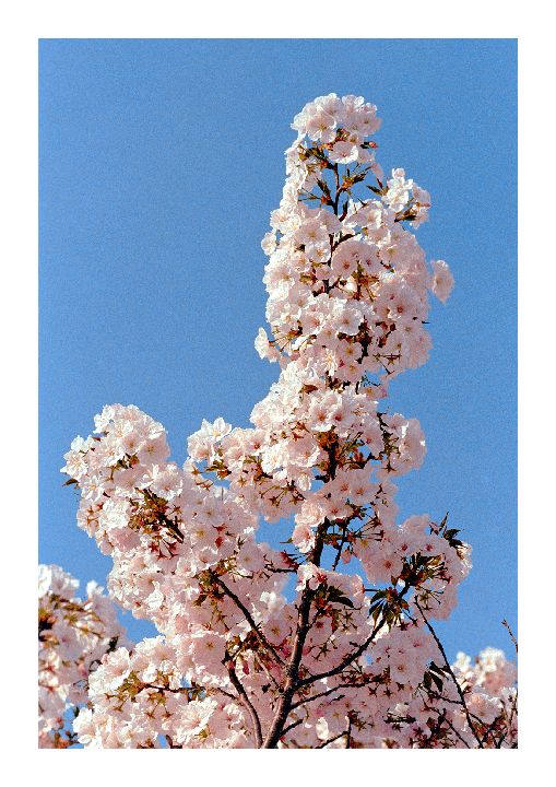 A cluster of cherry blossoms is set against a clear blue sky.