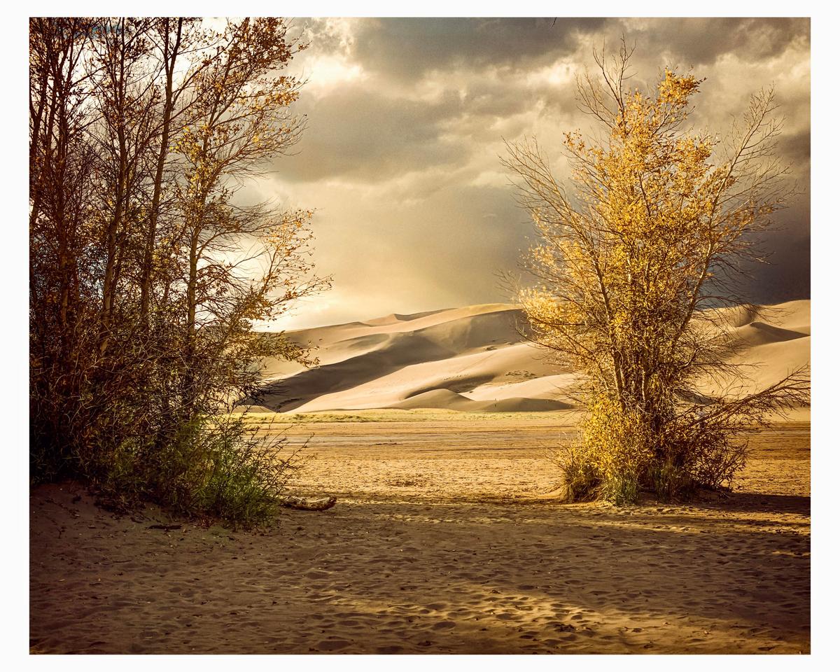 Two trees with autumn foliage frame a desert landscape with sand dunes under a cloudy sky.