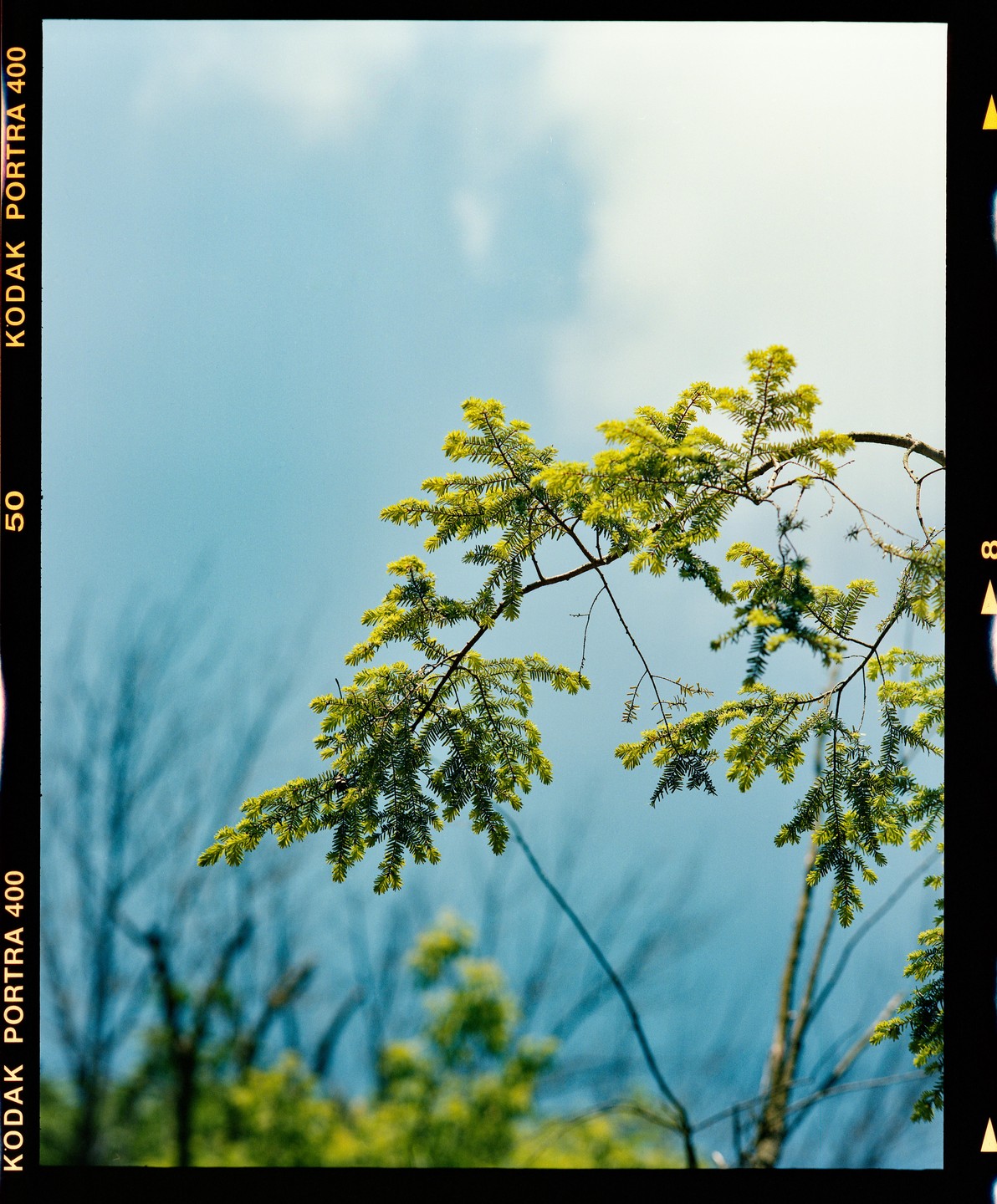 A branch with green needles extends across a blue sky with faint clouds.