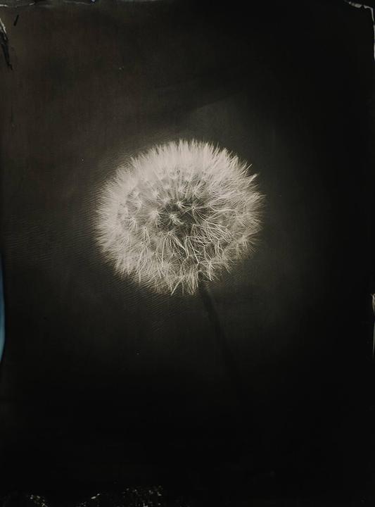 A dandelion seed head is centered against a dark background.