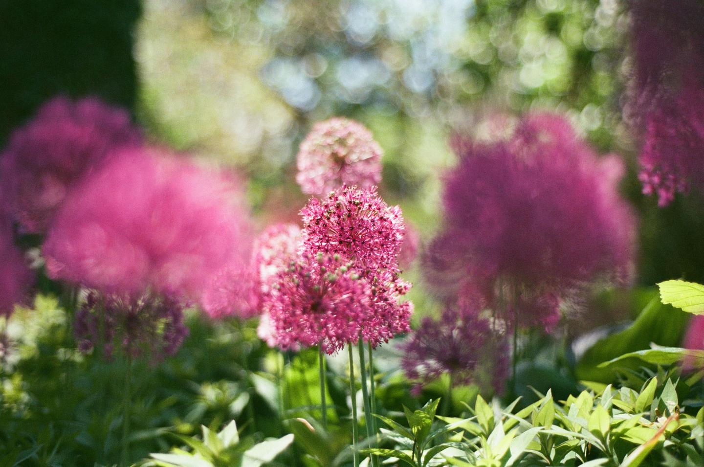 A cluster of vibrant pink allium flowers stands out against a soft, blurred background of green foliage and other pink blooms.