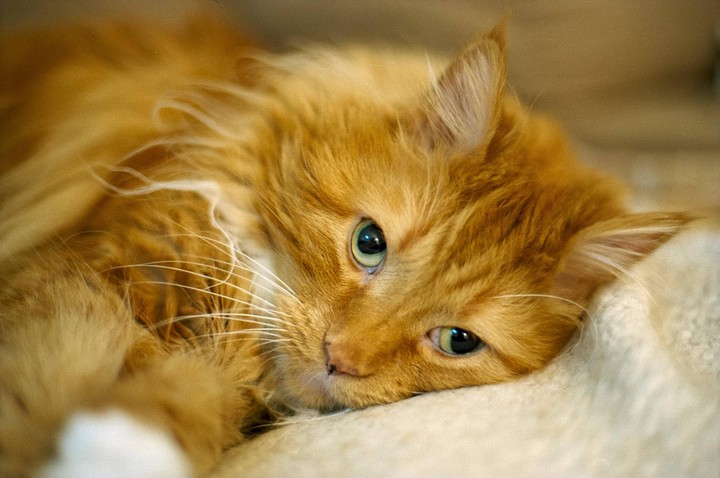 A fluffy orange cat with green eyes rests its head on a soft, light-colored surface.