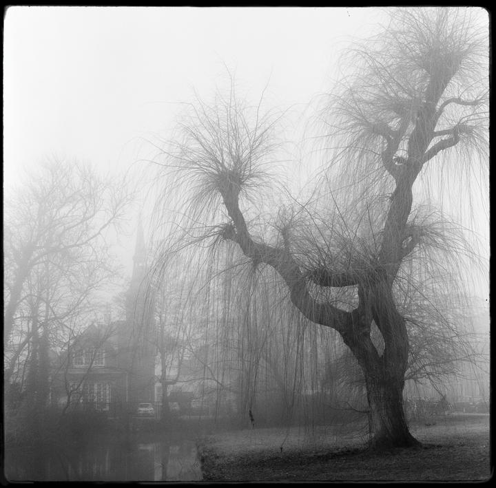 A large willow tree stands in a foggy landscape with a building and steeple visible in the background.