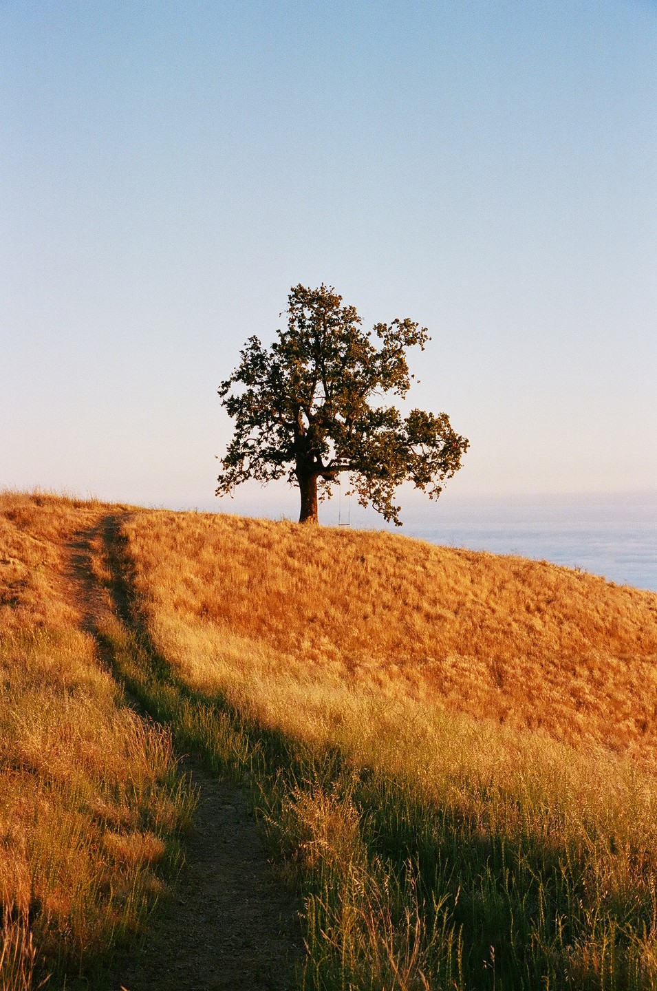 A dirt path leads up a grassy hill to a lone tree with a swing hanging from its branches, overlooking a body of water.