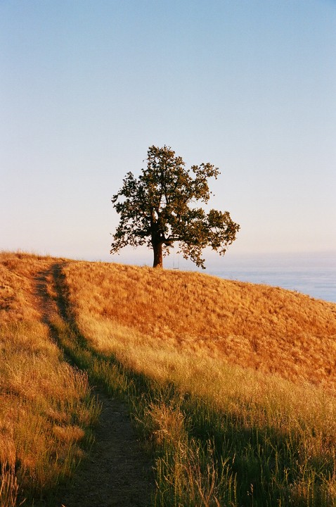 A dirt path leads up a grassy hill to a lone tree with a swing hanging from its branches, overlooking a body of water.