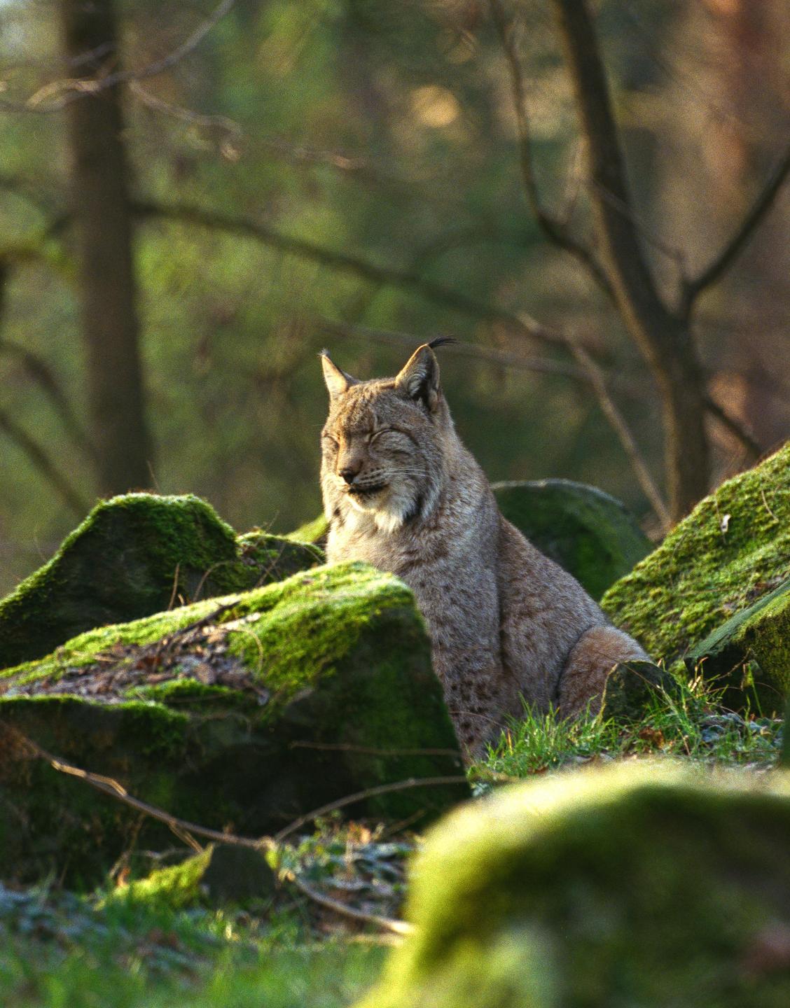 A lynx sits among moss-covered rocks in a forest with its eyes closed.