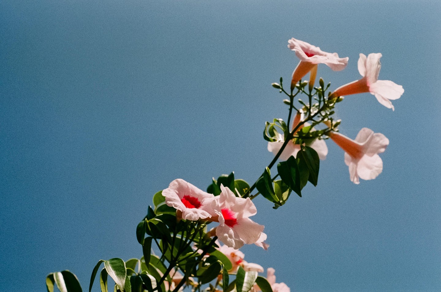 Pink trumpet flowers with red centers bloom against a clear blue sky.