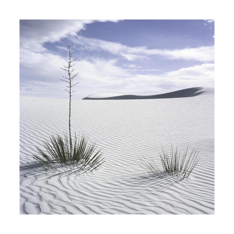 Two yucca plants grow in a white sand desert with a distant dune under a cloudy sky.