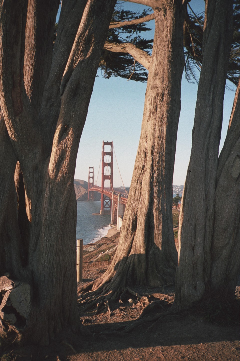The Golden Gate Bridge is visible through a gap between several large tree trunks.