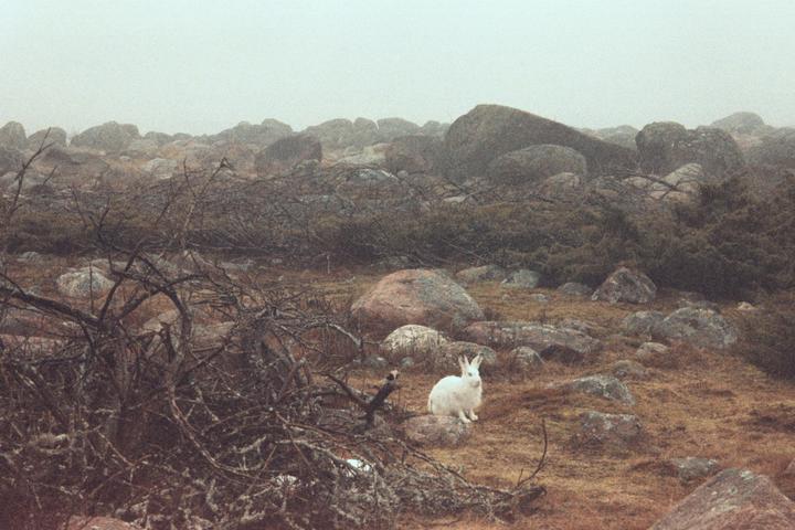 A white rabbit sits on a rock in a rocky, barren landscape with sparse vegetation under a hazy sky.