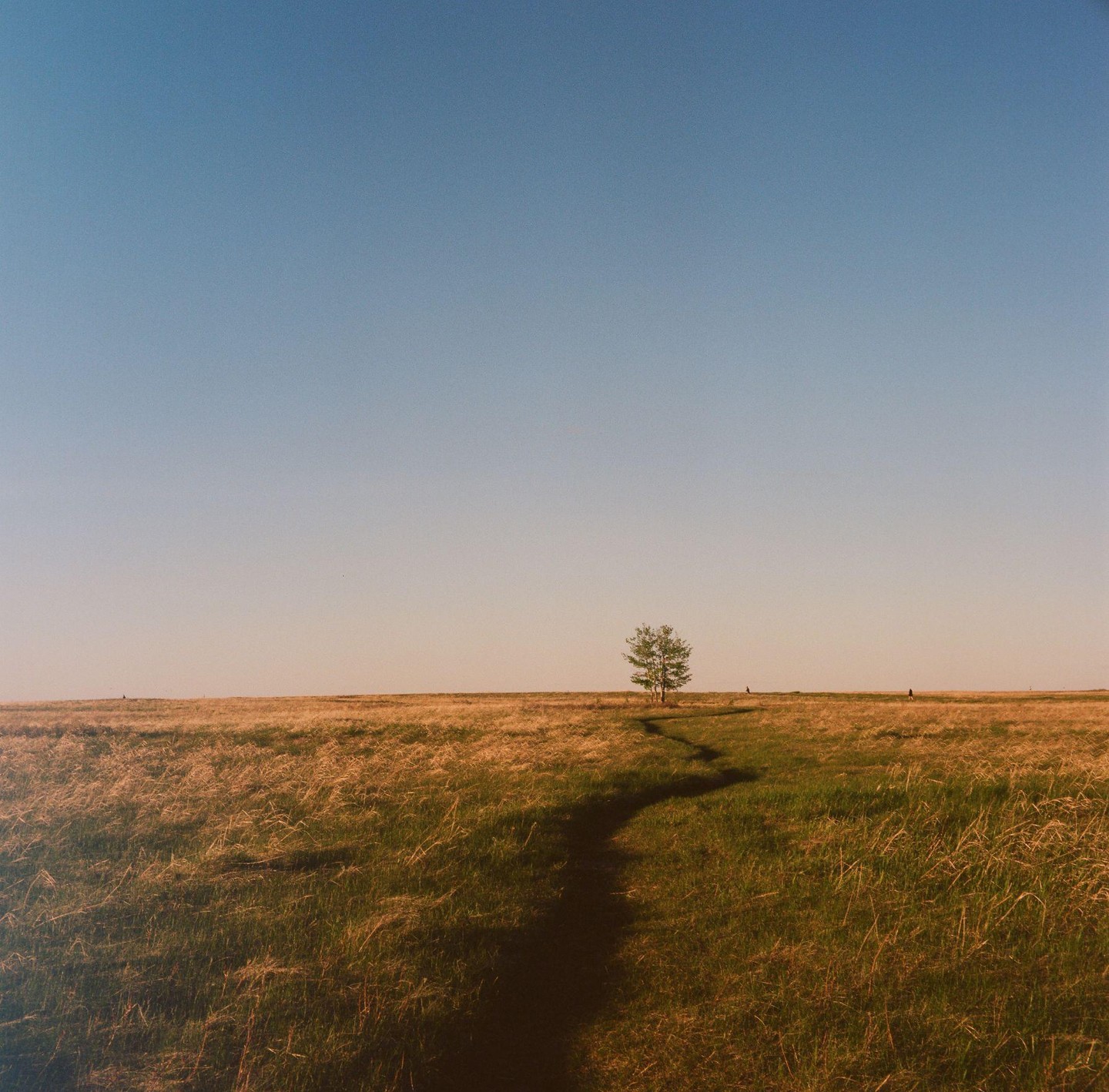 A lone tree stands in a vast field under a clear sky, with a winding path leading towards it.