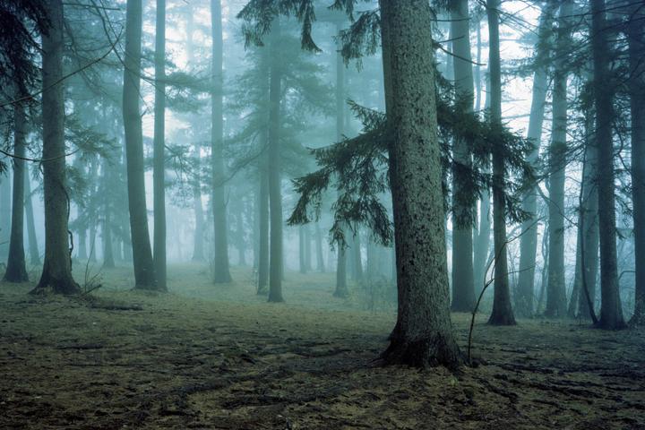 A dense forest is shrouded in fog, with tall trees disappearing into the mist.