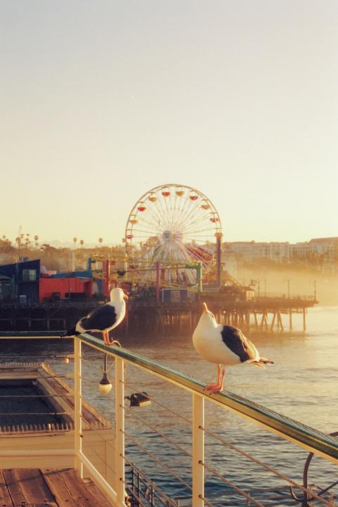 Two seagulls perch on a railing overlooking a pier with a ferris wheel in the background at sunset.