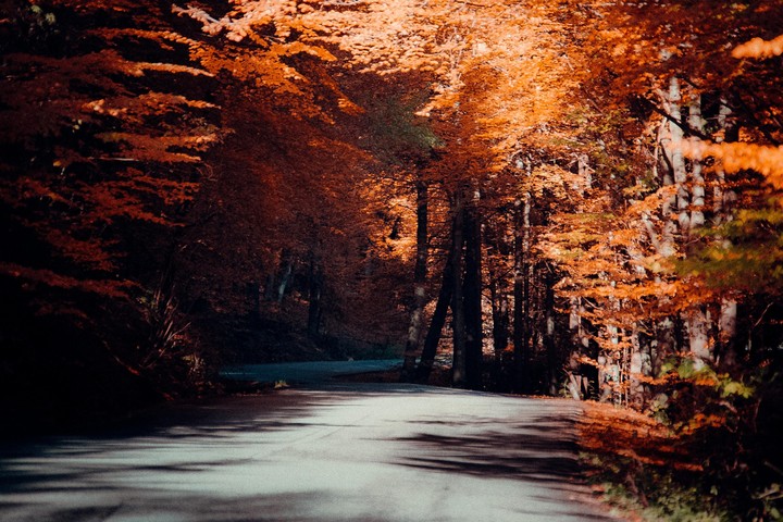 A winding road is surrounded by trees with bright orange autumn foliage.