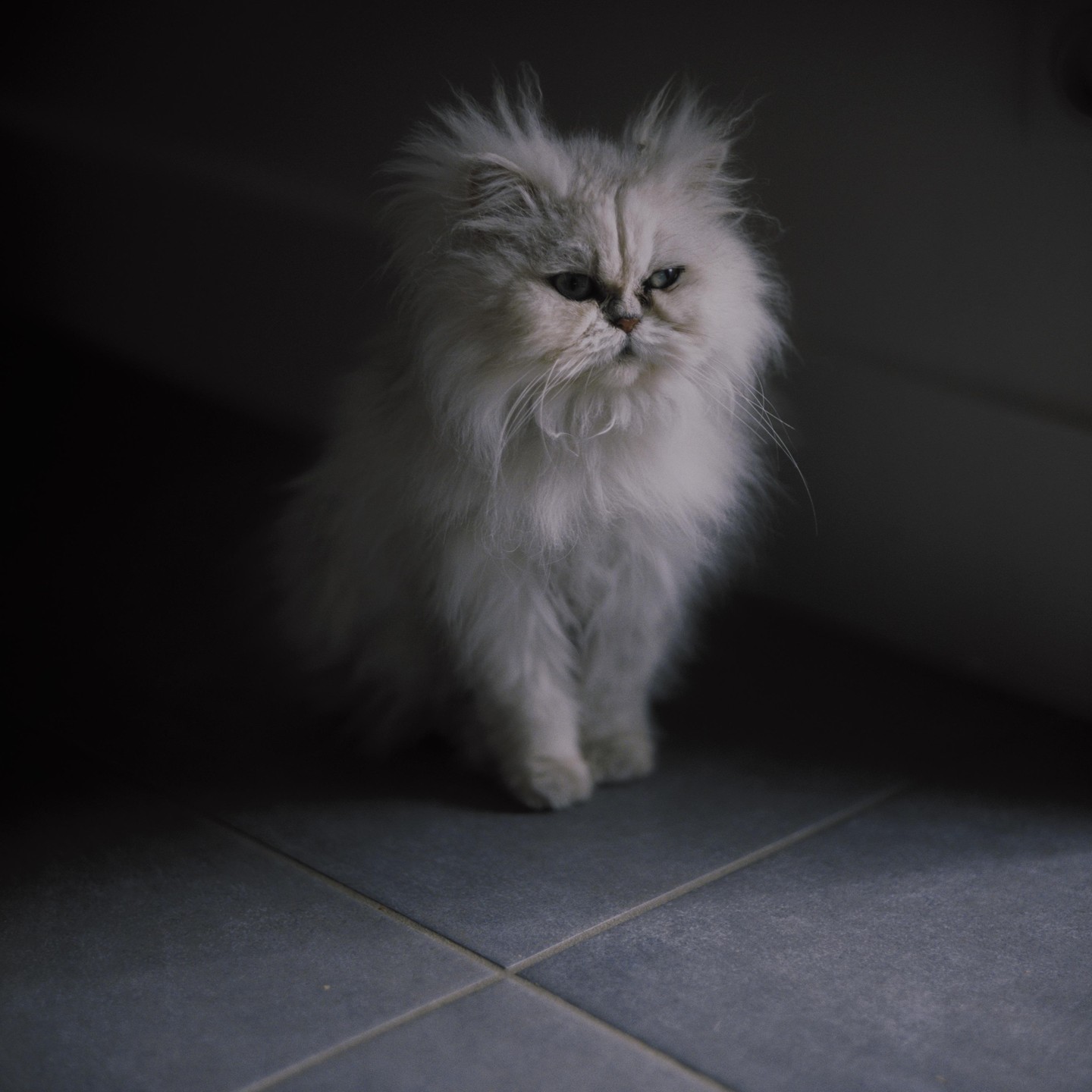 A fluffy white cat with a grumpy expression sits on a tiled floor in a dimly lit room.