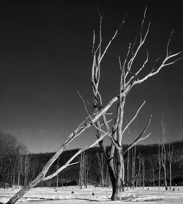 A black and white landscape shows a snow-covered field with many bare trees, one of which has fallen across another.