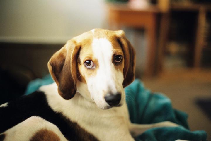 A hound puppy with brown, white, and black fur looks directly at the viewer while resting on a teal blanket.