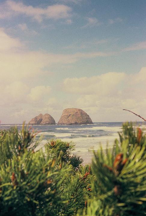 Two large rock formations rise from the ocean with waves crashing around them, viewed through blurred pine branches in the foreground.