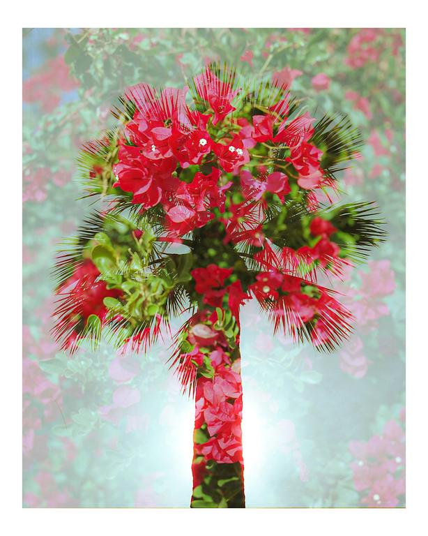 A double exposure shows a palm tree overlaid with red bougainvillea flowers.