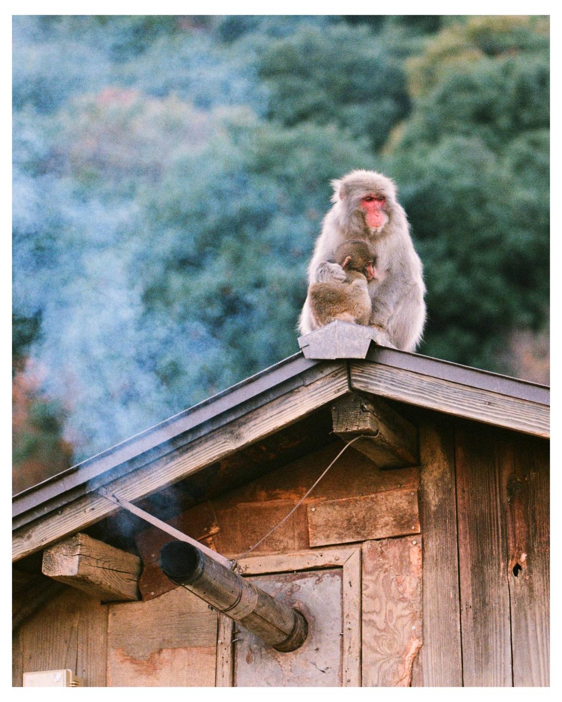 A monkey with a baby monkey on its lap sits on the roof of a wooden building with smoke coming out of a pipe.