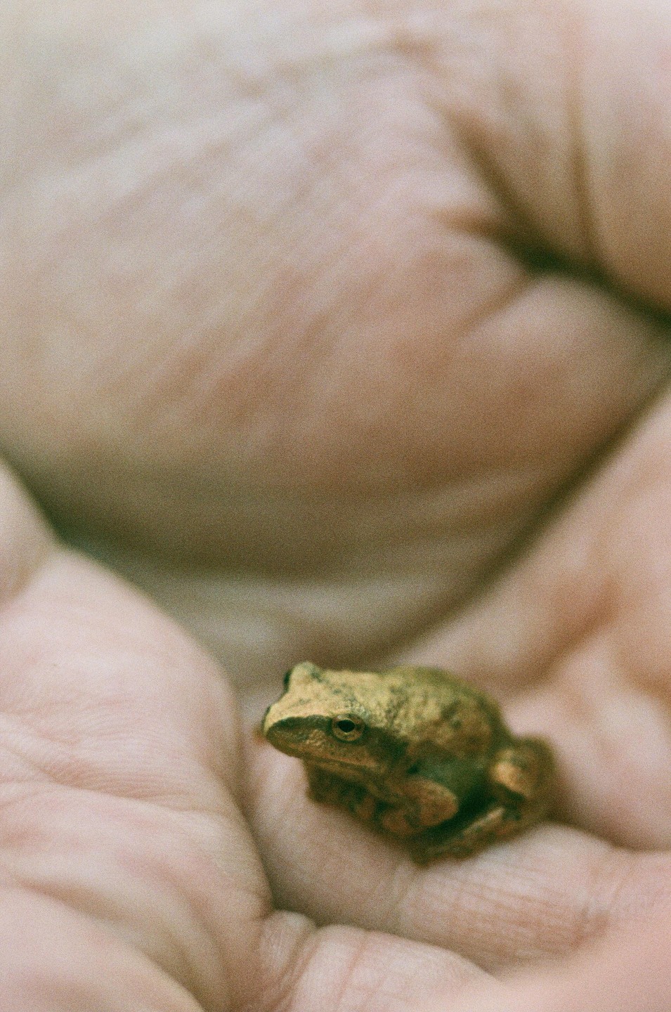 A small wood frog sits in the palm of a hand.