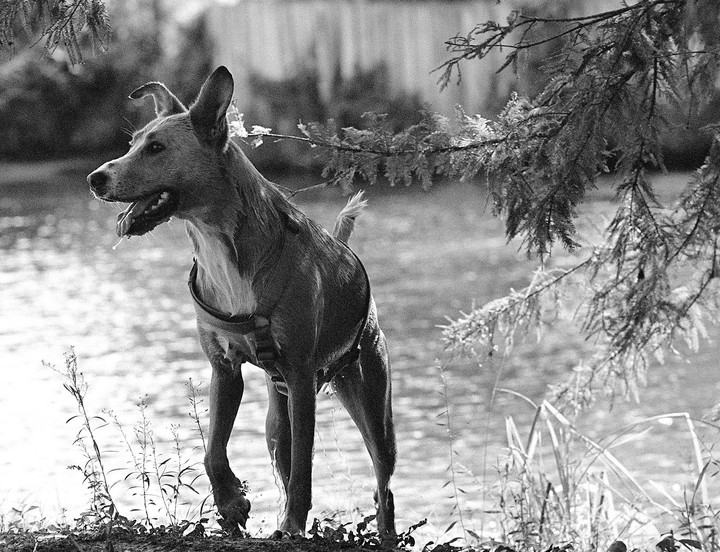 A dog stands by the water's edge with its mouth open and drool dripping, framed by tree branches.