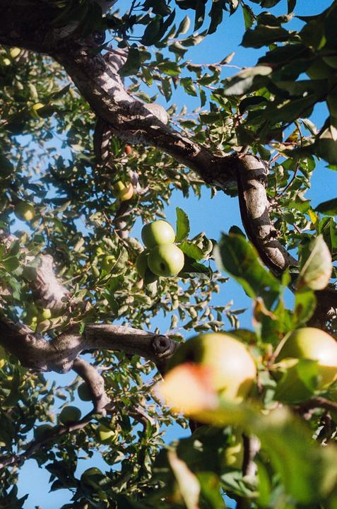 Green apples hang from a tree against a clear blue sky.