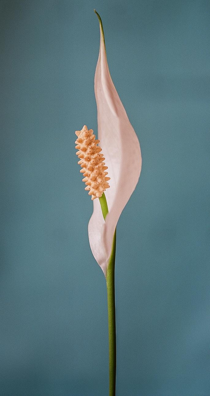 A peace lily with a white spathe and a yellow spadix stands against a blue background.