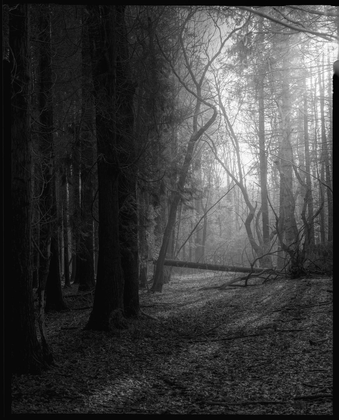 A fallen tree trunk lies across a forest path, with light filtering through the trees in the background.