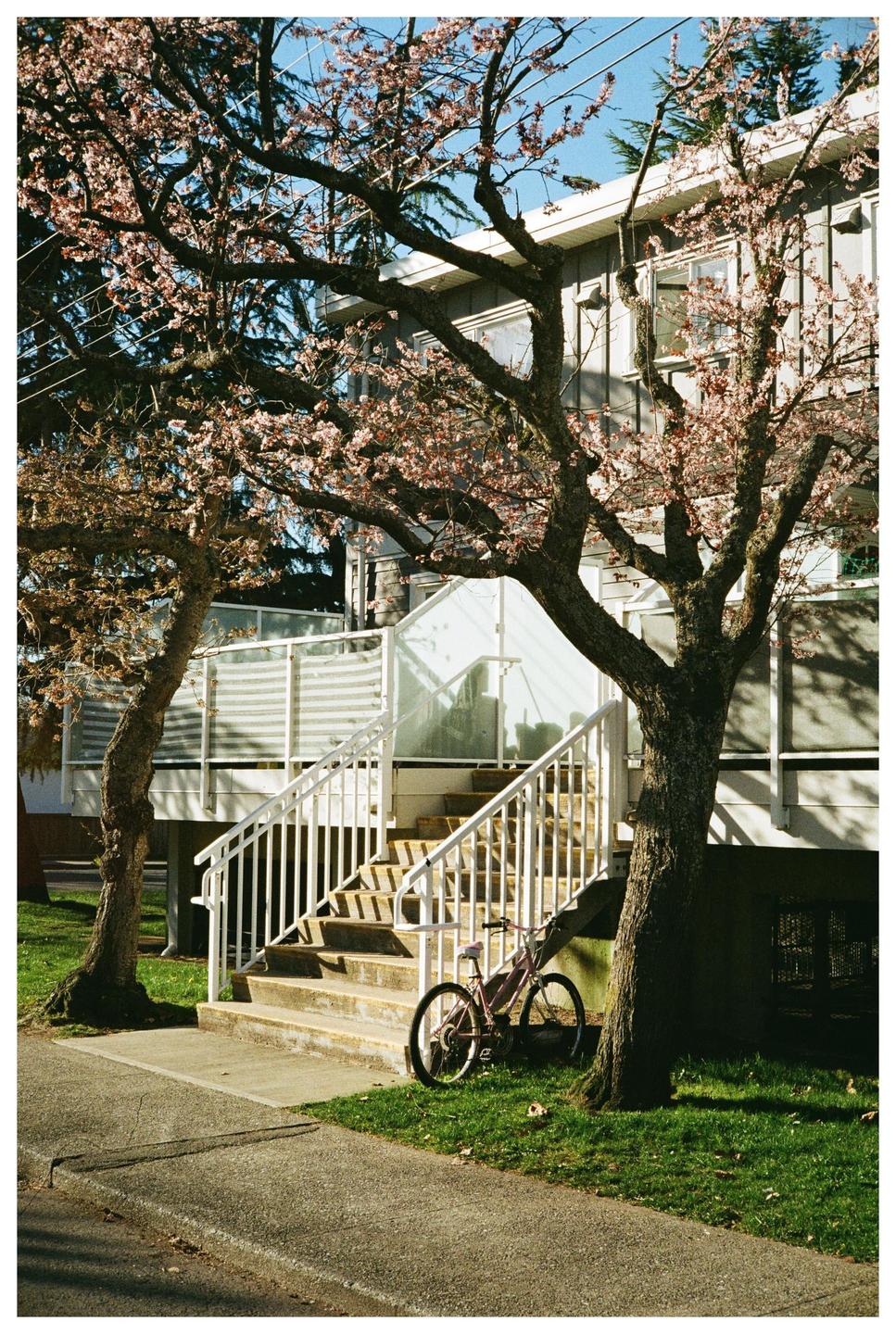 A pink bicycle is parked on a patch of grass next to a concrete staircase leading up to a building, framed by two trees with pink blossoms.