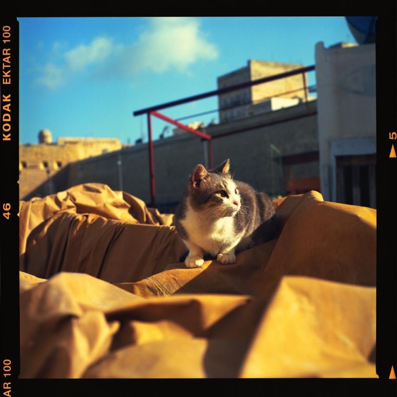 A cat sits on a crumpled tarp on a rooftop with buildings in the background under a blue sky.