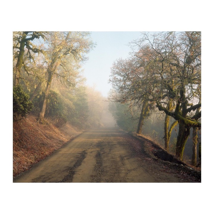 A dirt road winds through a foggy forest with moss-covered trees.
