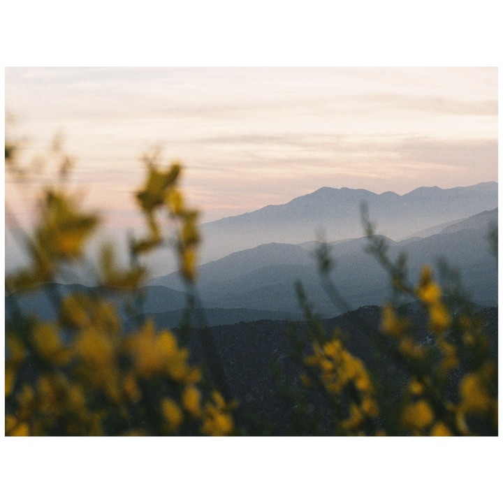 A hazy mountain range is visible behind blurred yellow foliage in the foreground.