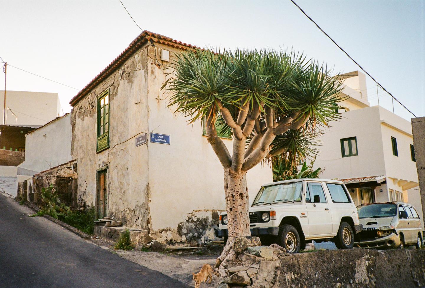 A street scene shows an old building with a dragon tree in front of it and two cars parked on the side of the road.