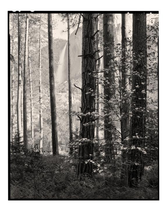 A waterfall is visible through a forest of tall trees and flowering dogwood.