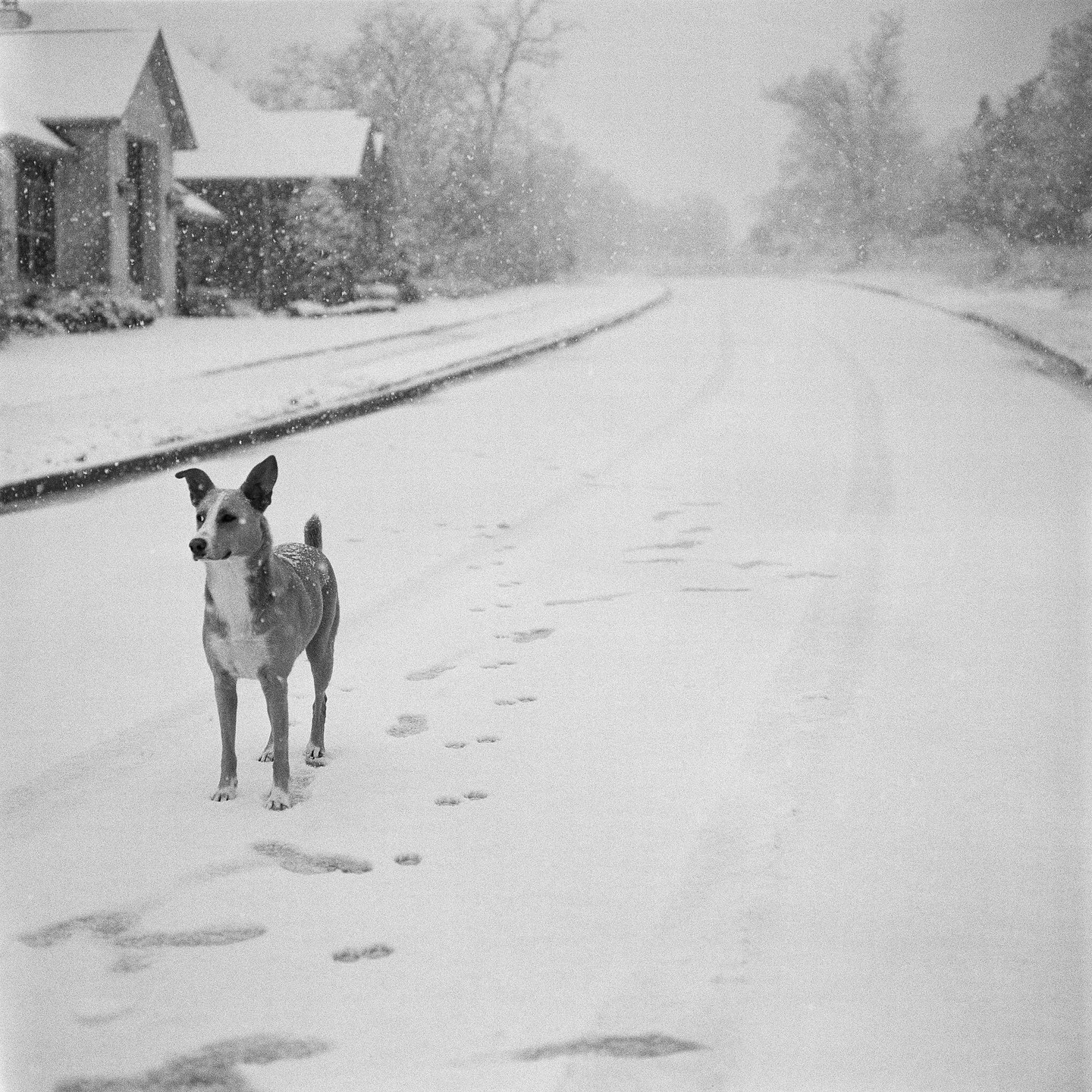 A dog stands in the middle of a snow-covered street with houses and trees in the background.