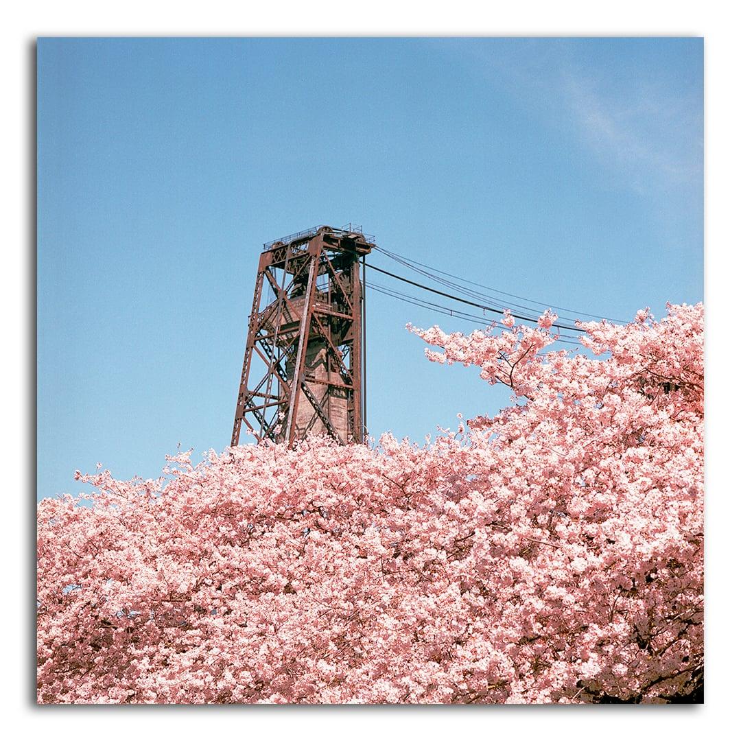 A metal tower rises above a mass of pink blossoms against a clear blue sky.