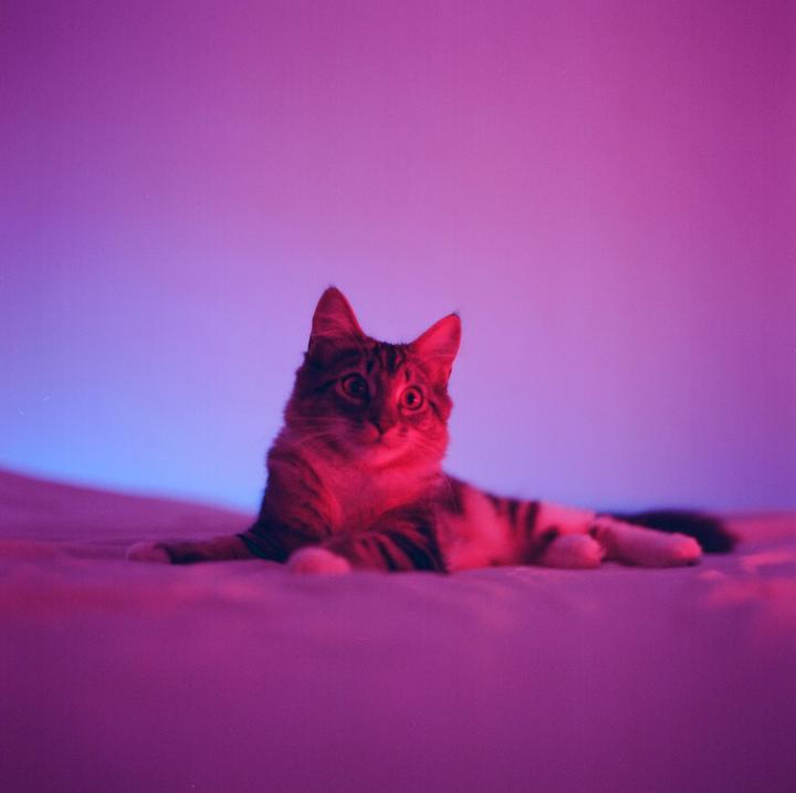 A cat with wide eyes lies on a bed under pink and blue light.